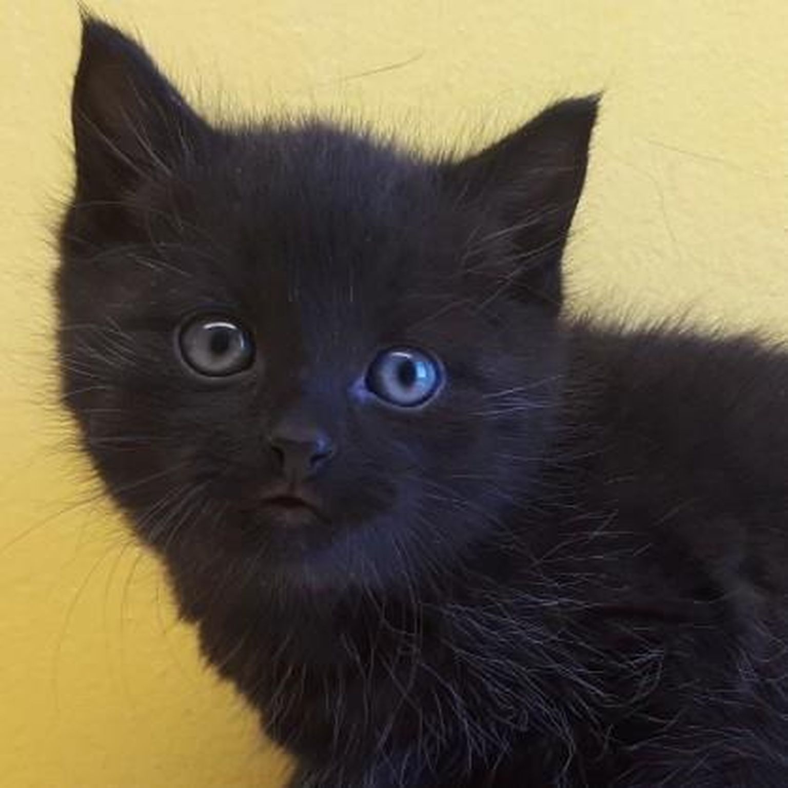 Viljandi varjupaigas ootas reedel kodu 11 musta kassi. Nende hulgas ka see kassipoeg, kellele nime pole veel pandud.