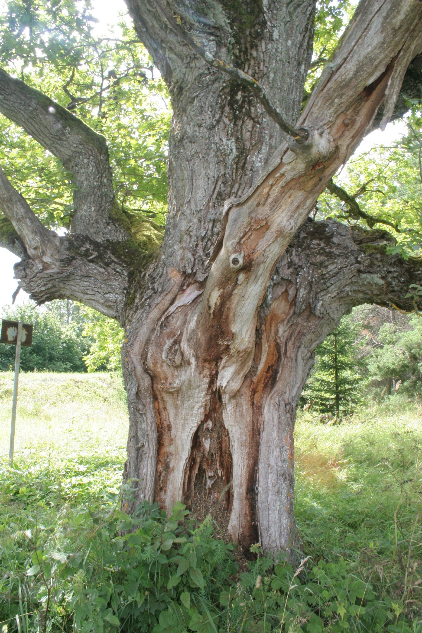 Pärnumaal esimese puuna 1936.aastal looduskaitse alla võetud Oidrema -Lihula maanteeristil kasvav Panga tamm