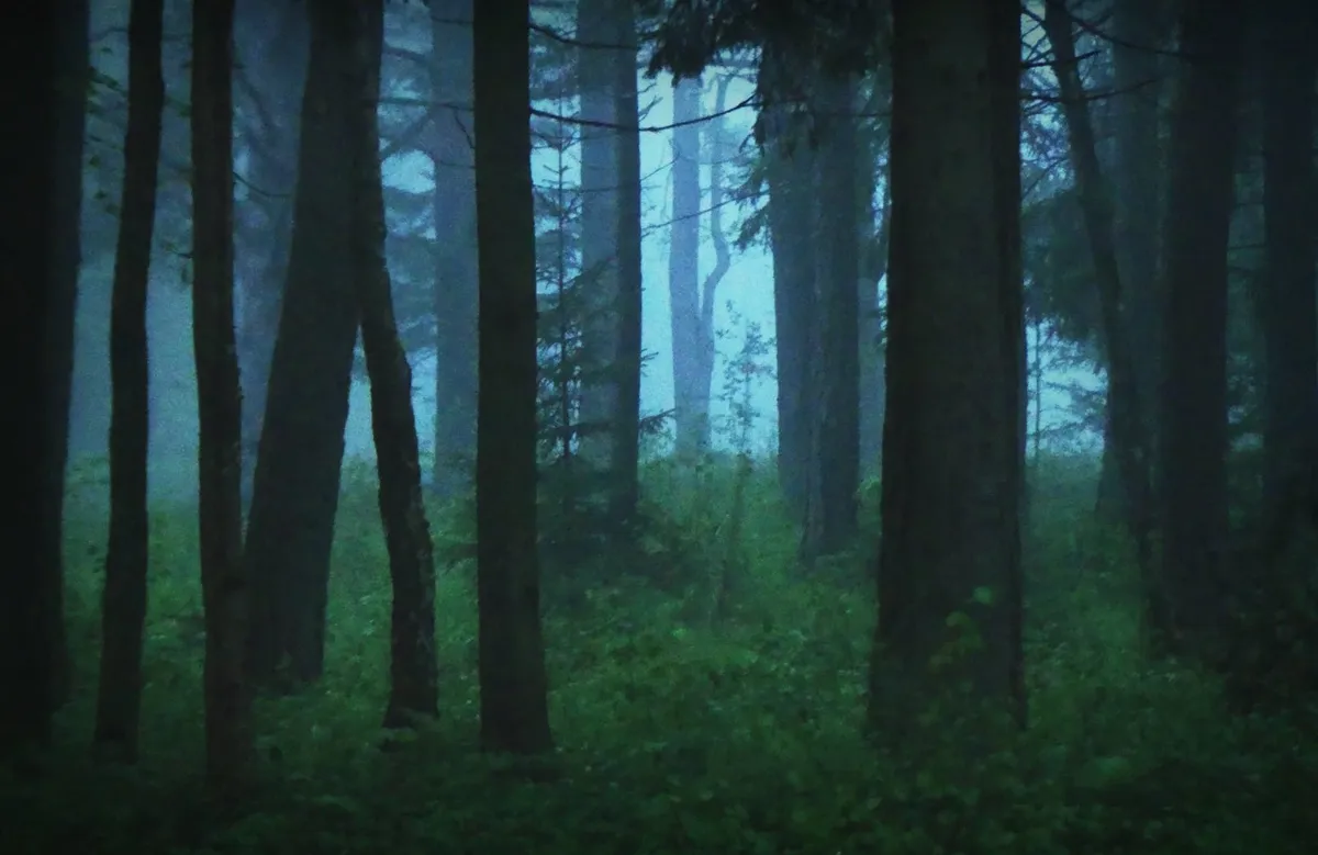 Pildi autor on samuti olnud seotud selle metsaga alates lapsepõlvest ning tabanud hästi selle atmosfääri.