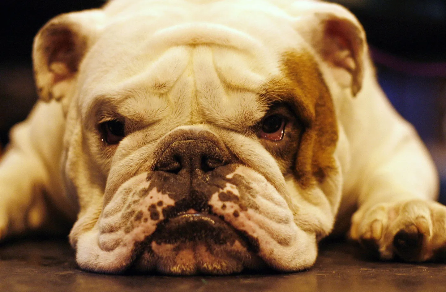 Cruftsi näitusel osalenud inglise buldog.