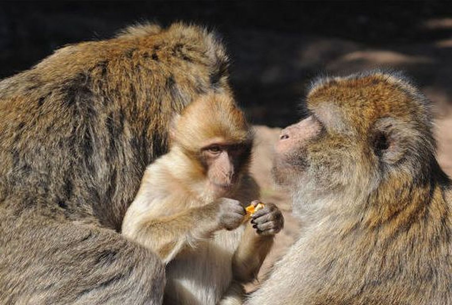 Uuring: ahvid kasutavad inimjuukseid hambaniidina