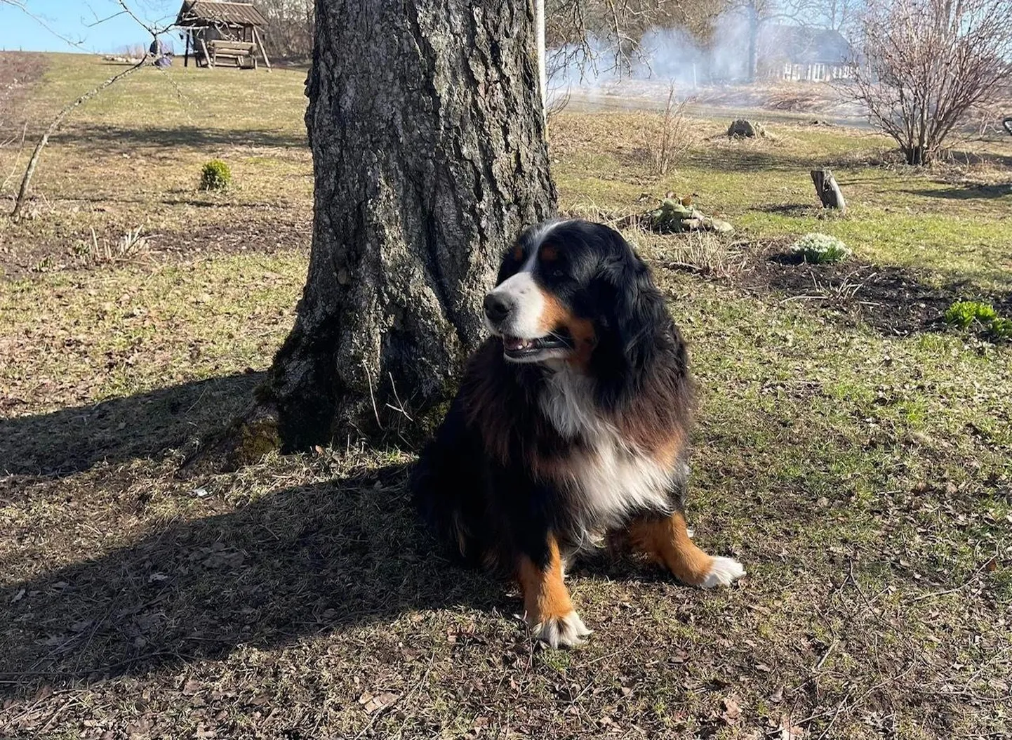 Berni karjakoer Elly.