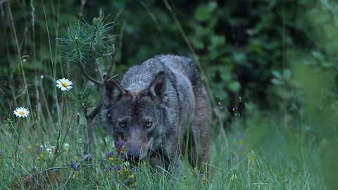 Hundid tunnevad end Viljandimaal hästi