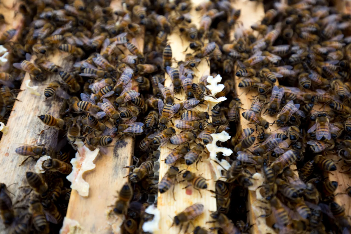 Mesilased. Foto on illustreeriv.