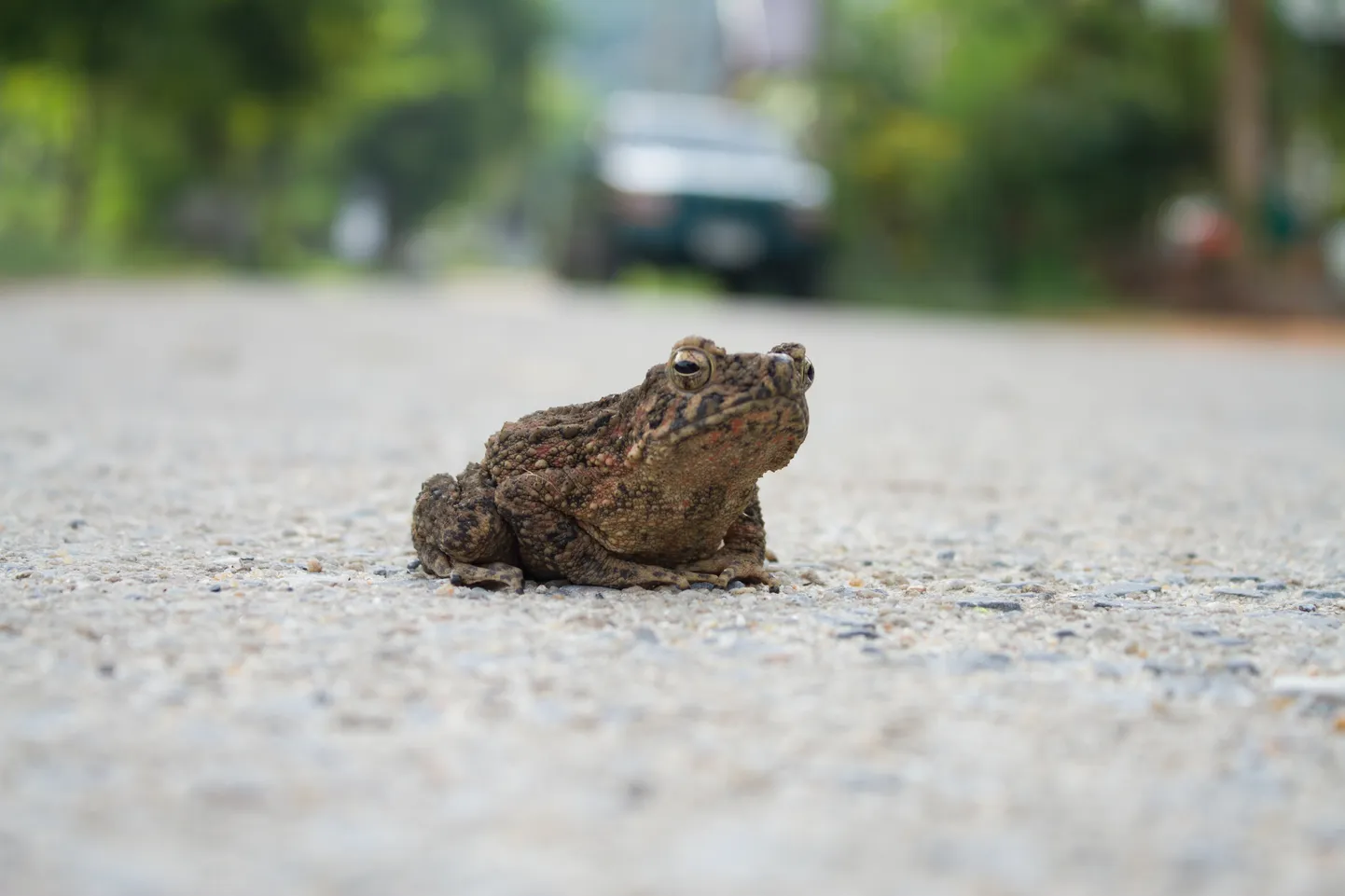 Raksta foto