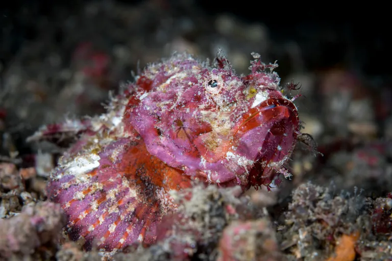 Kala Lembeh Straitis