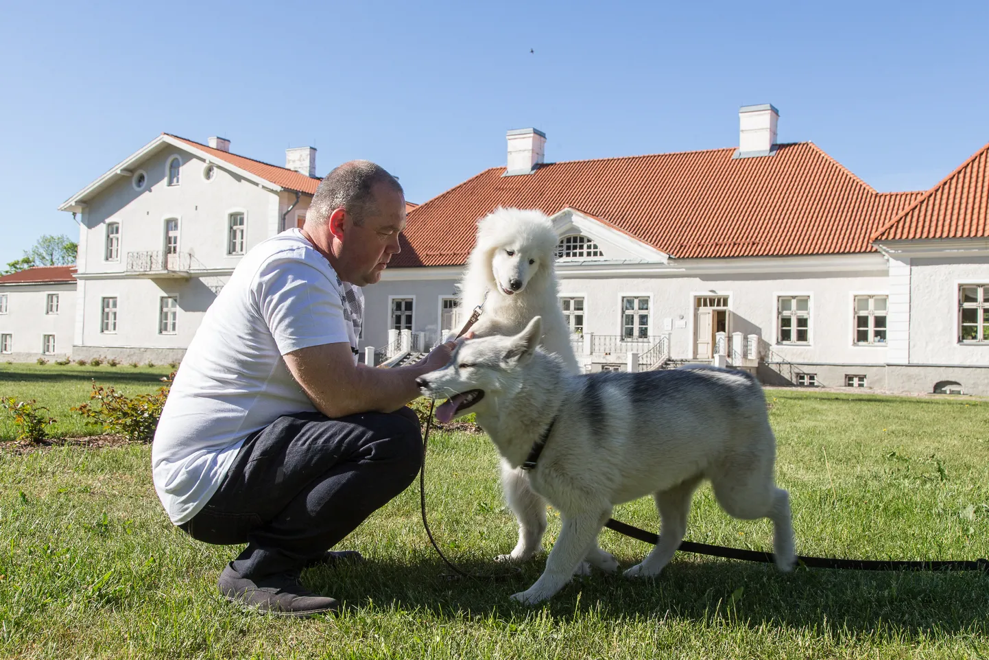 Kukruse polaarmõisa nõukogu esimehe Guido Tellise kelgukoerad aitavad muuta polaaravastuste lugu lastele elavaks. Et mõisas asuv muuseum end ise ära ei majanda ja vald ei ole huvitatud selle suuremast toetamisest, algatas Tellis arutelu polaarmõisa tuleviku üle.