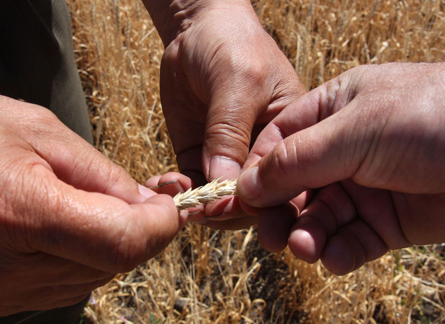 Venemaa põllupidajad näitavad suure kuumuse ning veepuuduse tõttu rikutud nisu.