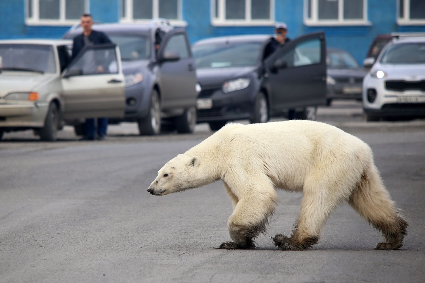 Polārlācis šķērso ielu Krievijas ciematā