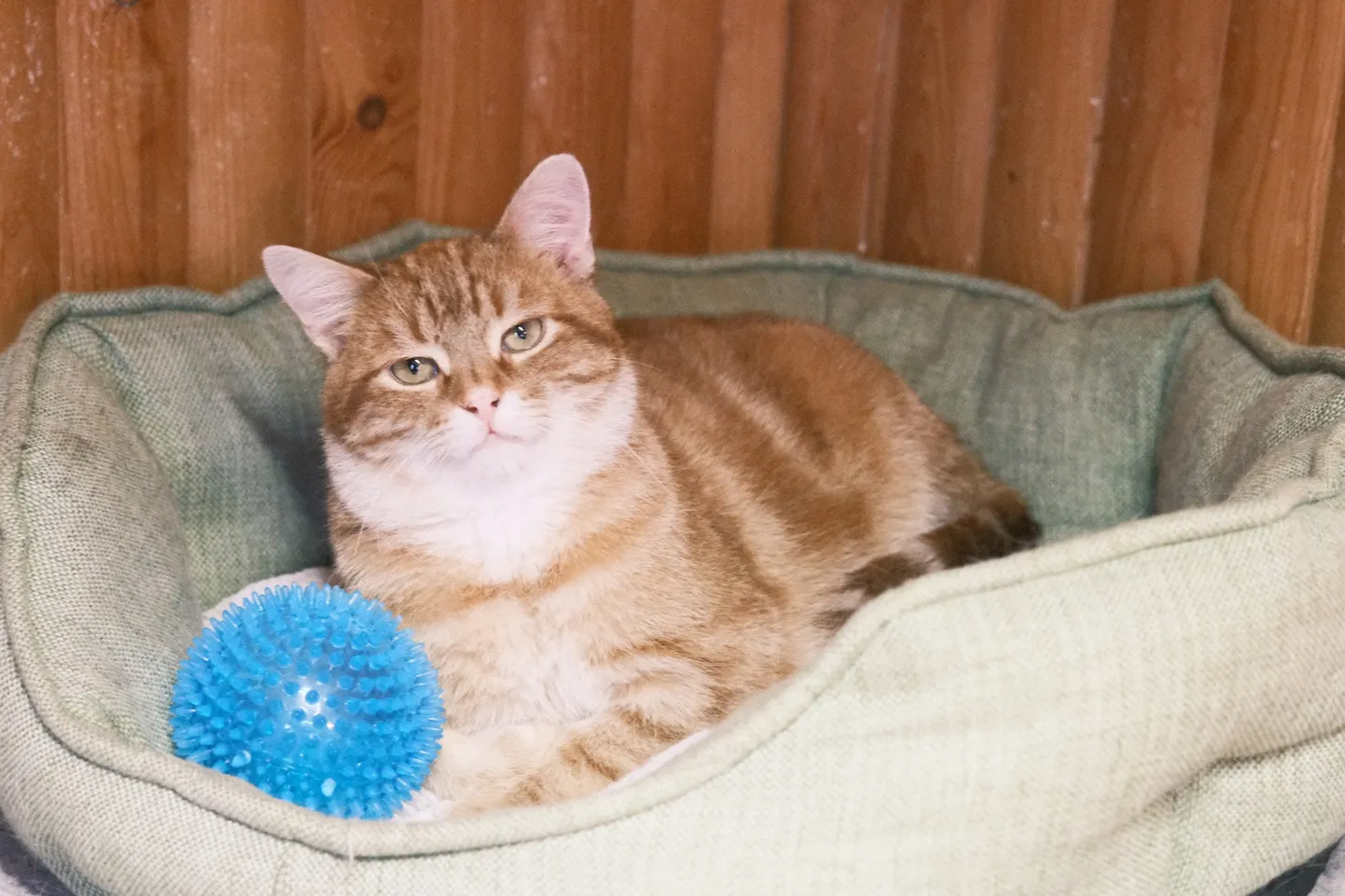 Miisu