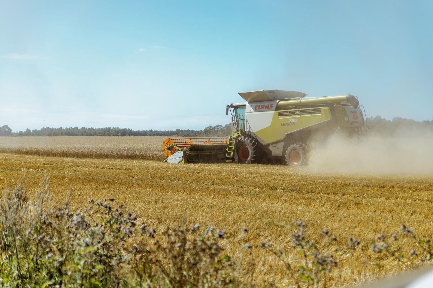 Eelmise aasta teraviljasaak oli 77% suurem kui 2018. aastal ja 6% kõrgem kui 2015. aastal, mil ilm samuti põllumehi hoidis.