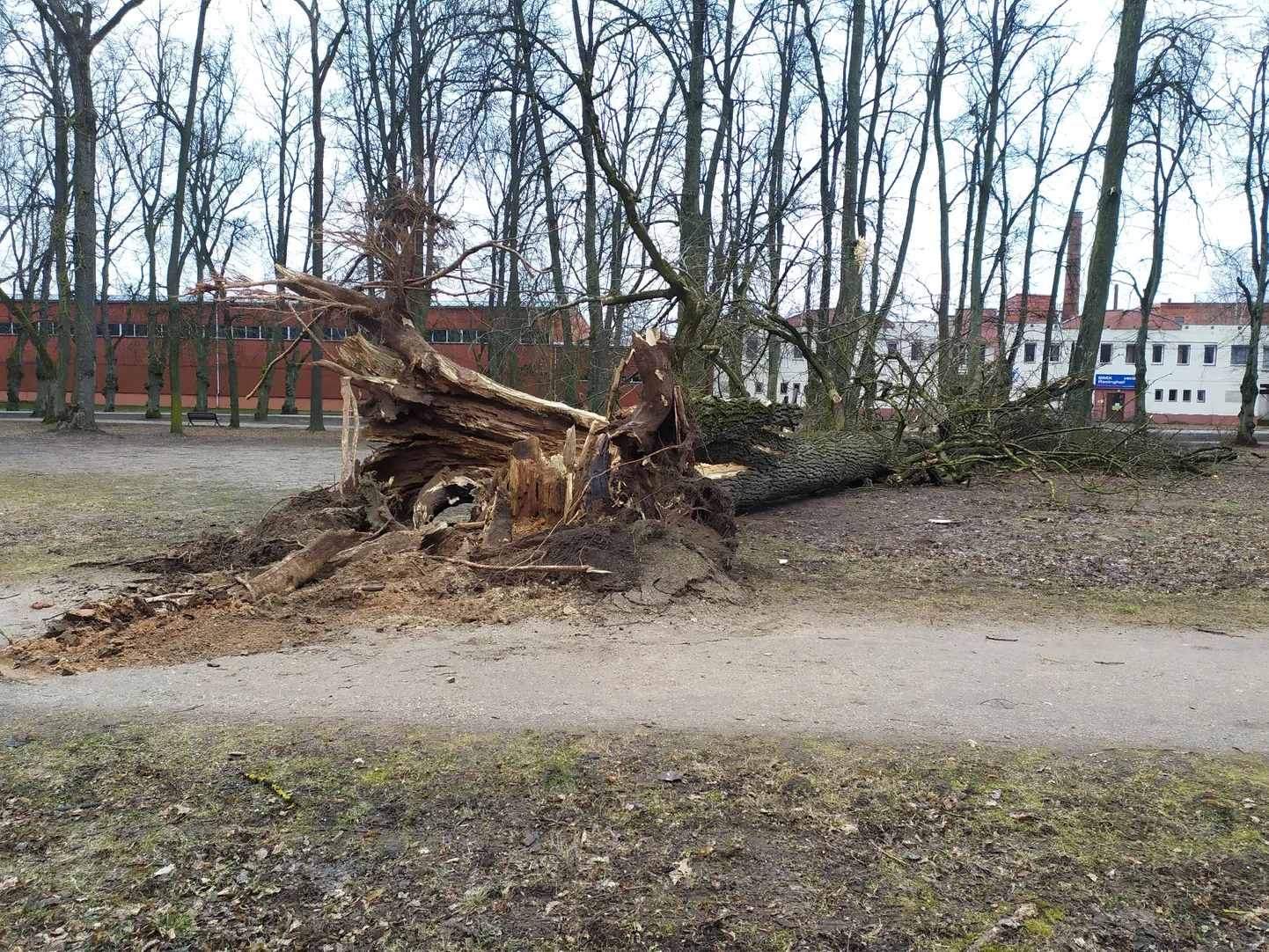 Tormiga kokkus maha suur puu.