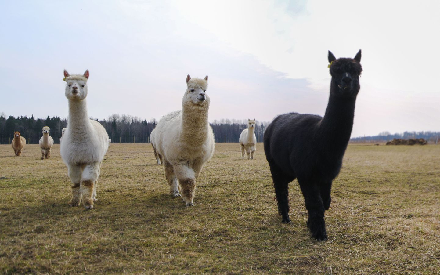 Kuigi Eesti suurim alpakakasvatus asub Pärnumaal Ares, võib nende toredate ja fotogeeniliste loomadega tutvust teha ka Ponimaal.