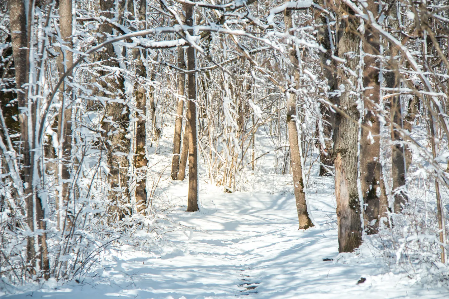 Лес зимой.