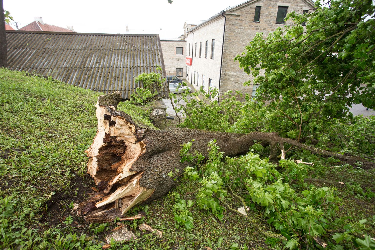 Tuuleiil murdis Rakveres Kreutzwaldi tänavas suure puu.