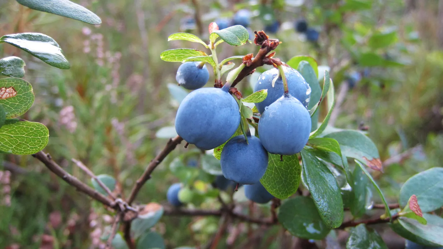 Sinikas on Eestis vähe tuntud.