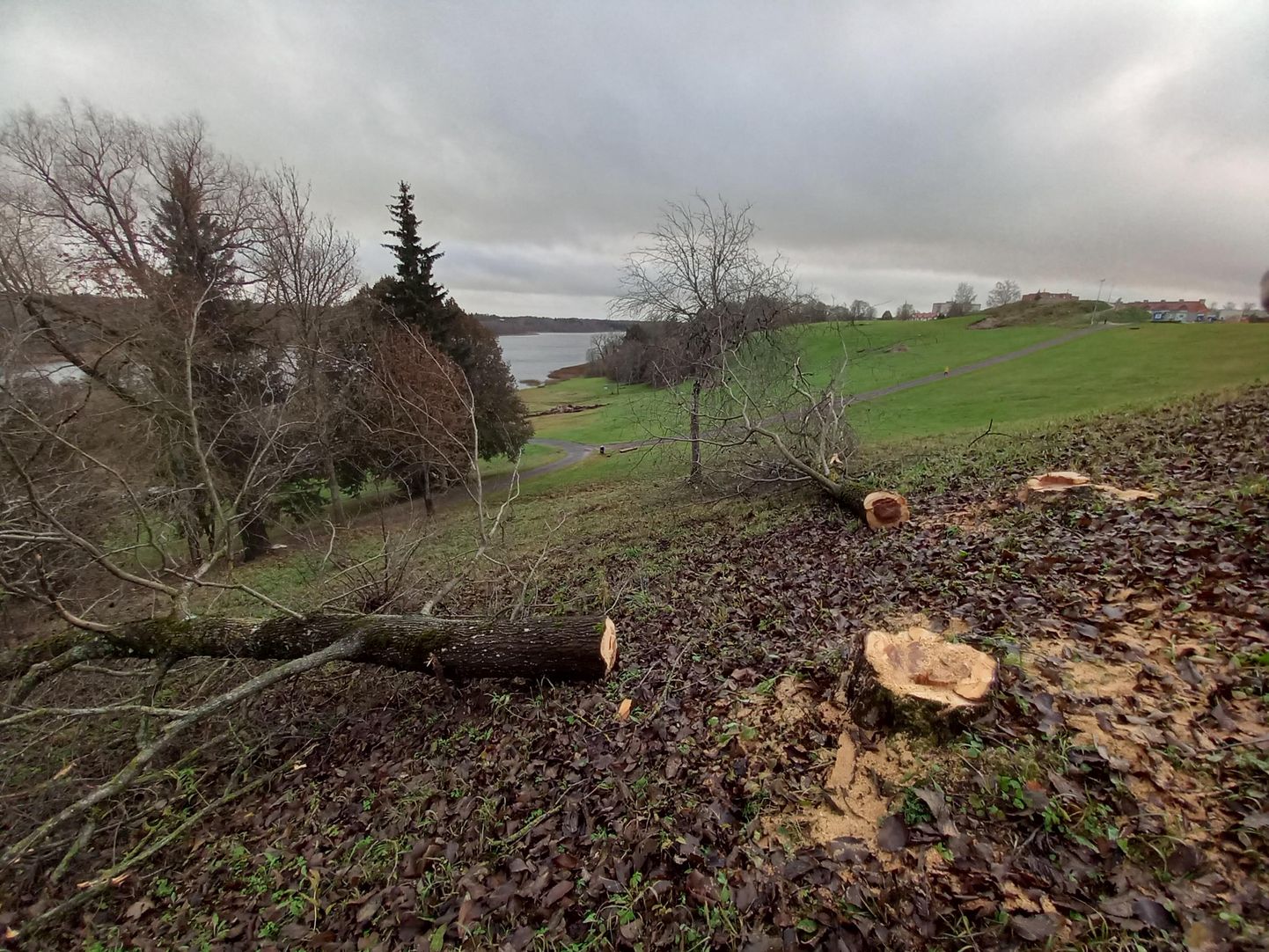 Viljandi järve ääres Huntaugu mäel asuva massihaua juures on nädalaga maha võetud mitu puud. Kes tegi ja miks tegi, pole teada.