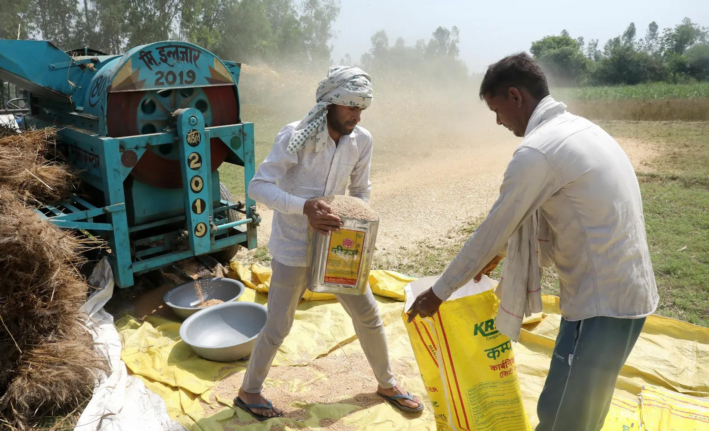 Põuast piinatud Indias jäi nisusaak sedavõrd kasinaks, et valitsus keelas vilja väljaveo. India on suuruselt teine nisutootja maailmas ja ekspordikeeld lennutas vilja börsihinna lakke.