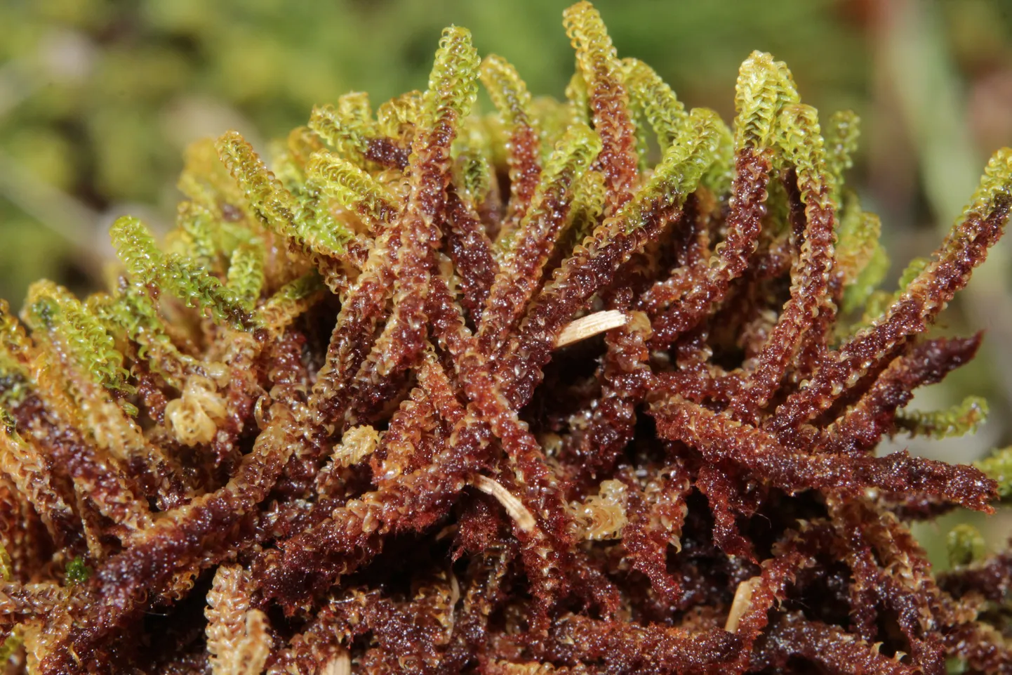 Spurainā dzīparene (Paludella squarrosa).