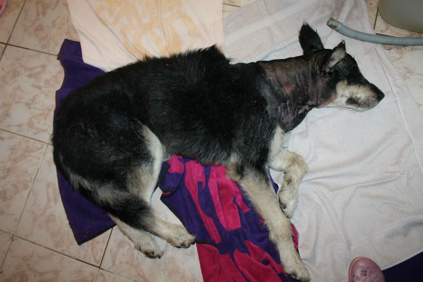 Vigastatud koer Raplamaal, keda naabrite sõnul oli tema omanik peksnud