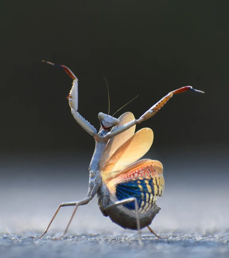 Jose Miguel Gallego Molina ja «Flamenco Mantis» .
