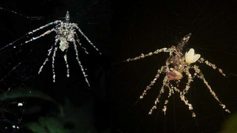 VIDEO ⟩ Teadlastel vajusid suud lahti – see ämblik teeb midagi enneolematut