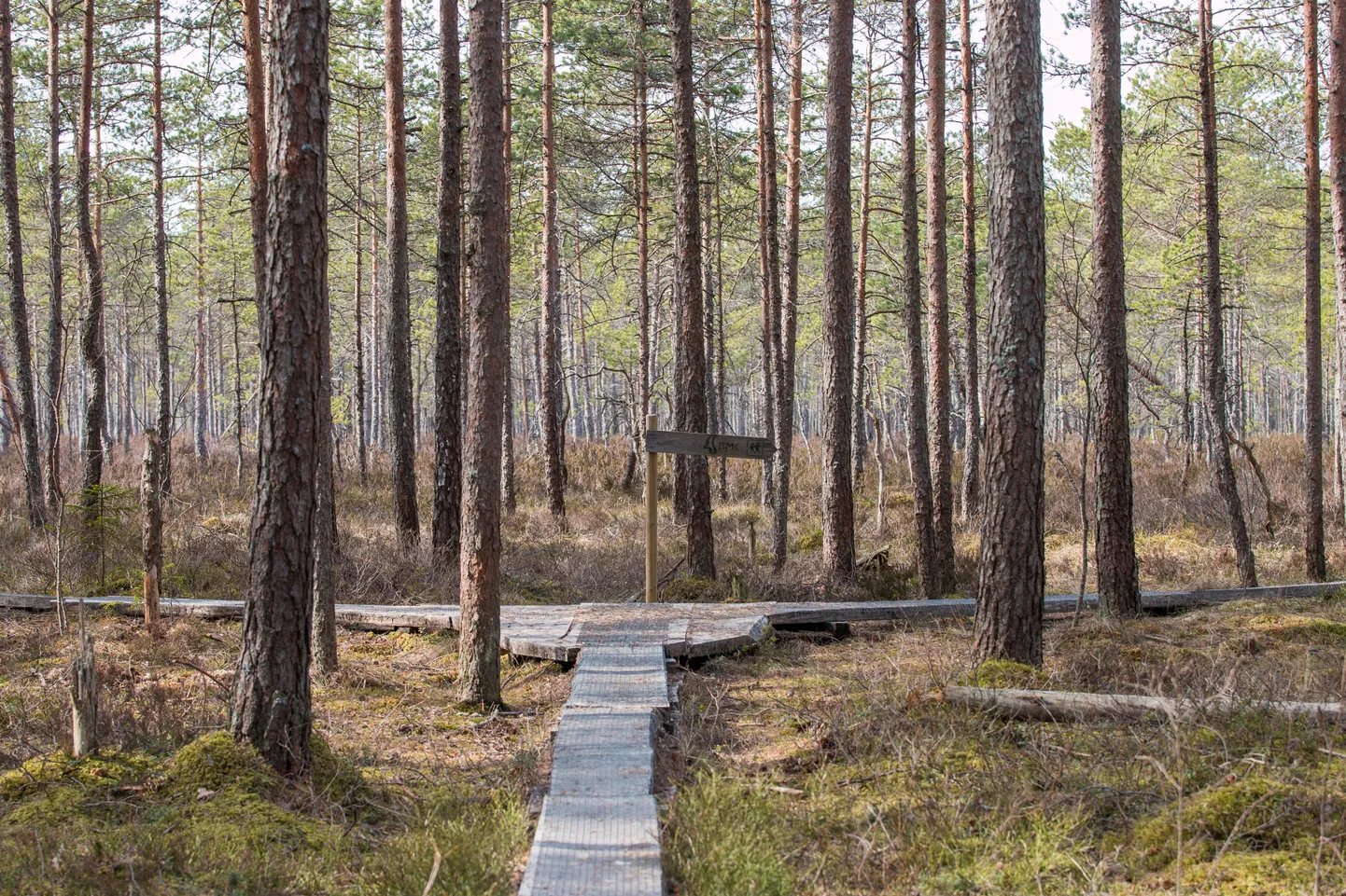 Üle kolmandiku meie metsadest moodustavad männikud.
