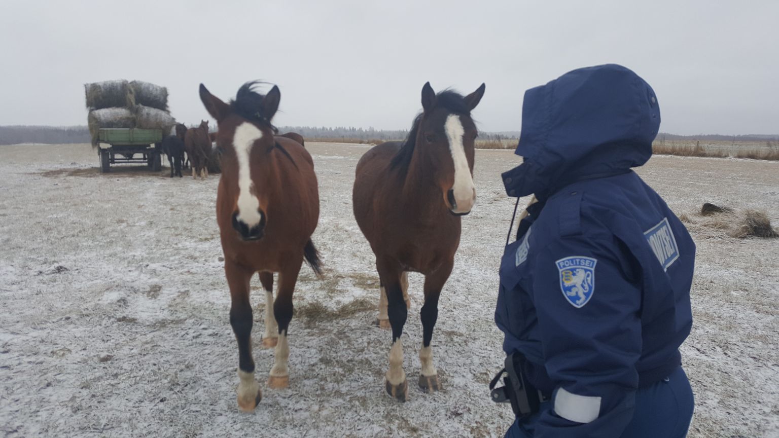 Igal võimalusel Vana-Lombi talust minema
putkavate 
hobuste kinni püüdmiseks peab mõnikord appi 
tulema ka 
politsei.
