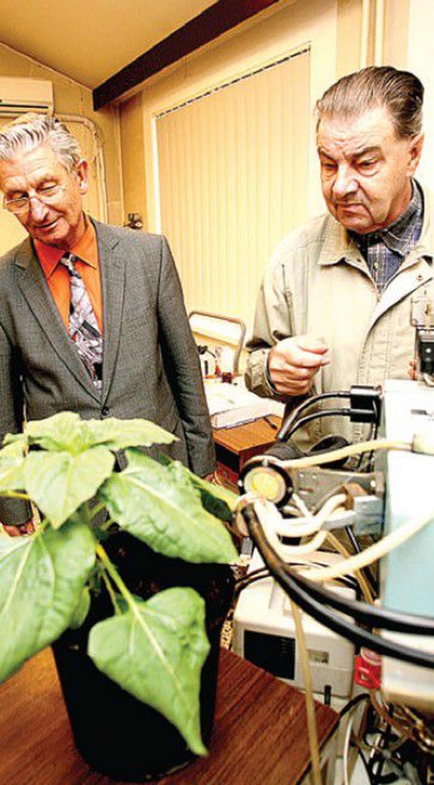 TÜ molekulaar- ja rakubioloogia instituudi teadlased Agu Laisk (vasakul) ja Vello Oja näitavad viimase 40 aasta jooksul välja töötatud fotosünteesiaparatuuri, mis uurib parasjagu päevalille fotosünteesi.