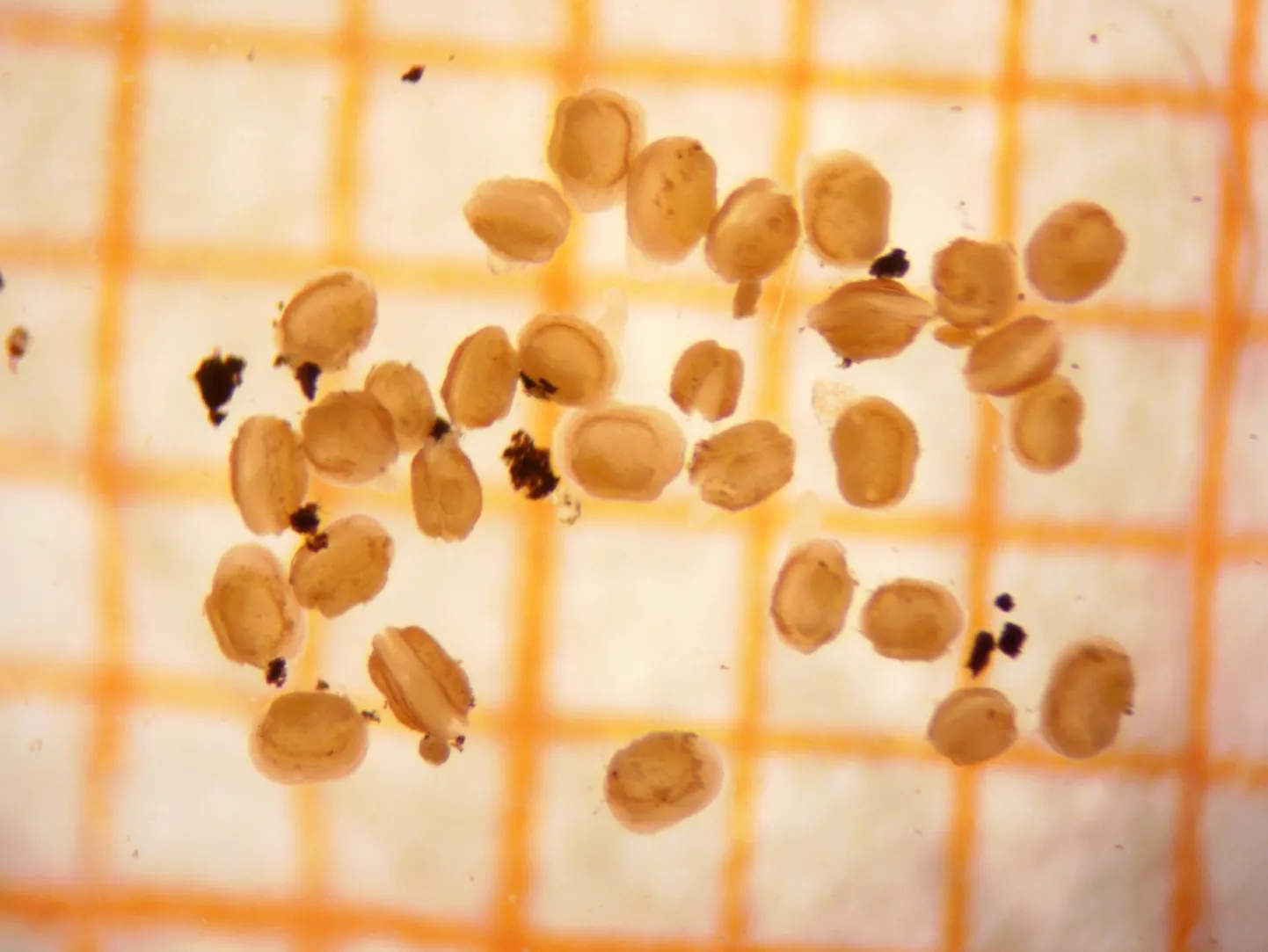 Väikesi ebapärlikarpe saab täpsemalt silmitseda ainult mikroskoobi all, nende suurusele annab õige mõõtme taustaks lisatud millimeeterpaber.