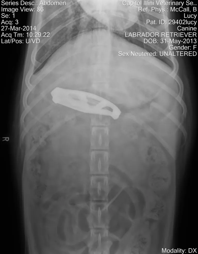 Koer neelas alla taskunoa. Foto: Veterinary Practice News / Caters News