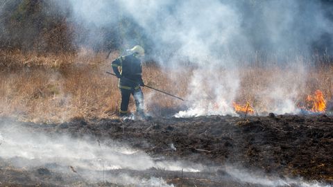 Metsaalune põles leegiga