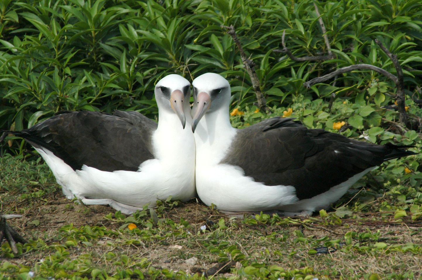 Albatrossid otsivad toitu mõõkvaalade juurest