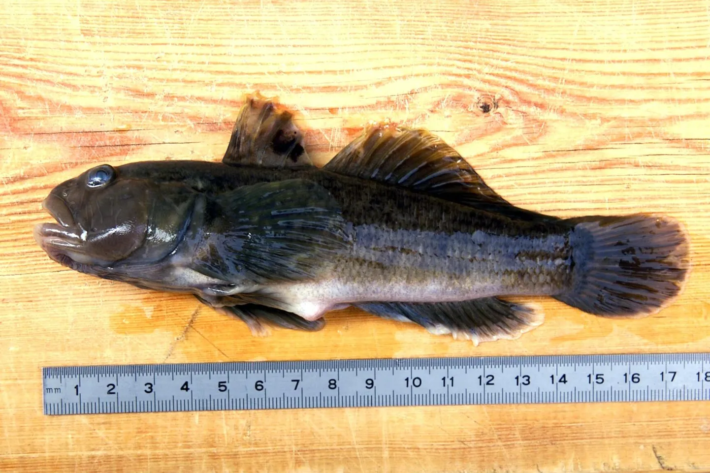 Ümarmudil