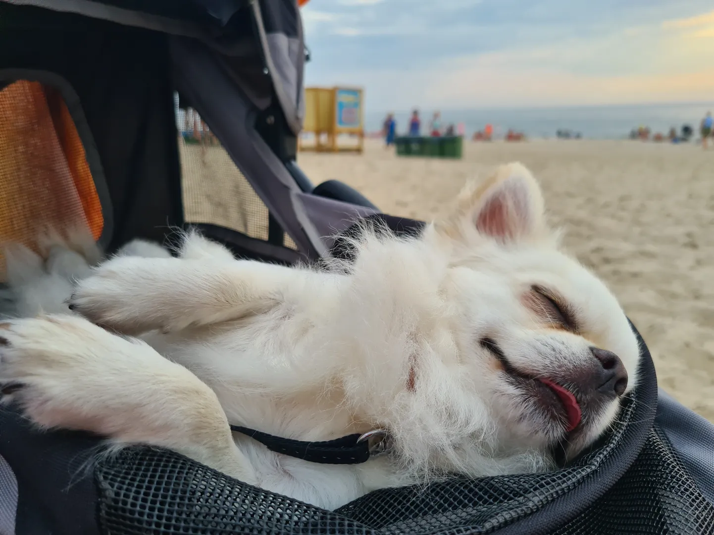 Ceļo pa Lietuvu kopā ar suni!