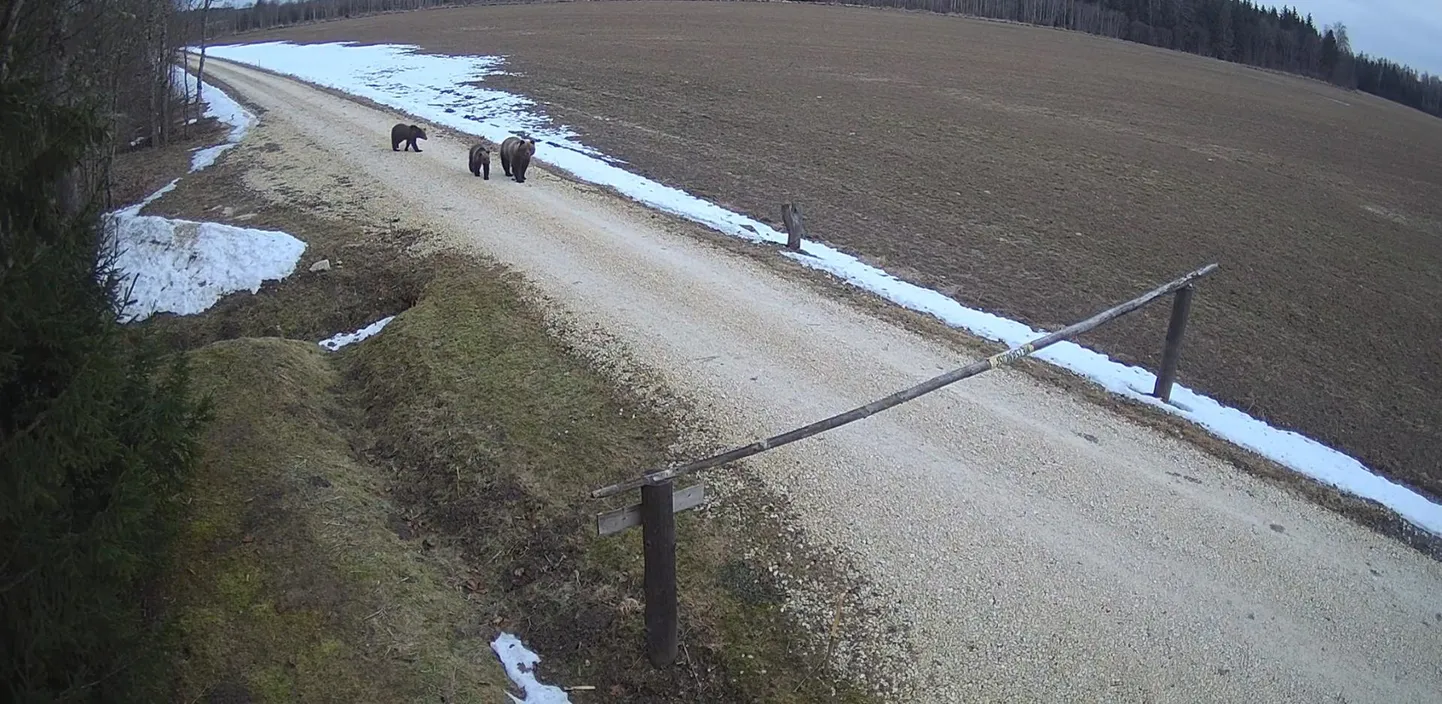 Puhta vee teemapargi juures nähakse karusid uitamas sageli.