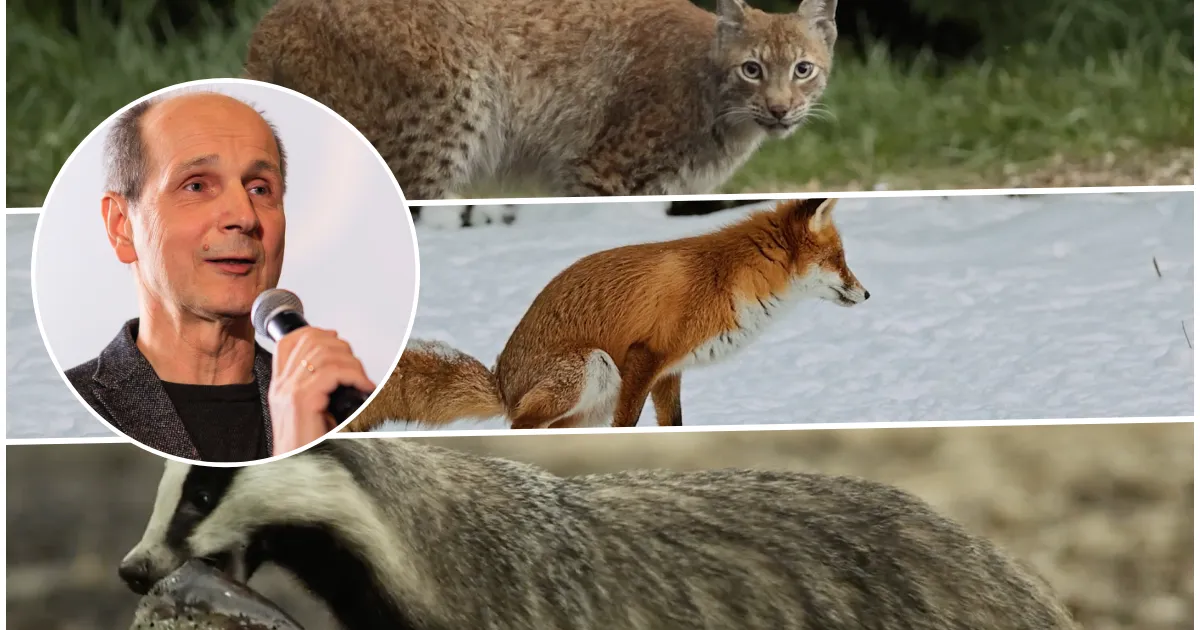 Režissöör Riho Västrik on käinud maailma kõrgeimates mägedes ning kaugel Siberis, kuid tema uus loodusfilm «Kriimsilm, karuott ja rebane» vaatab otsa loomariigi