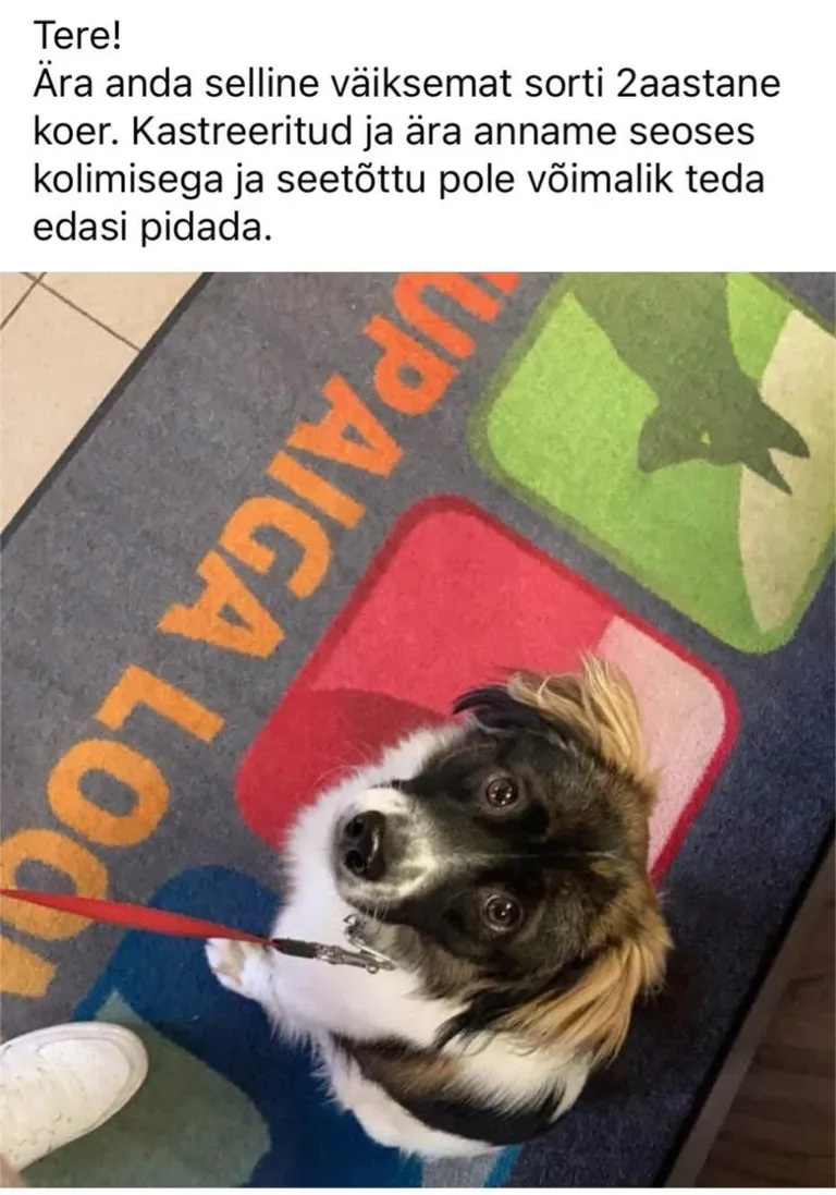 Kuulutus, milles soovitakse koerale leida uus kodu.