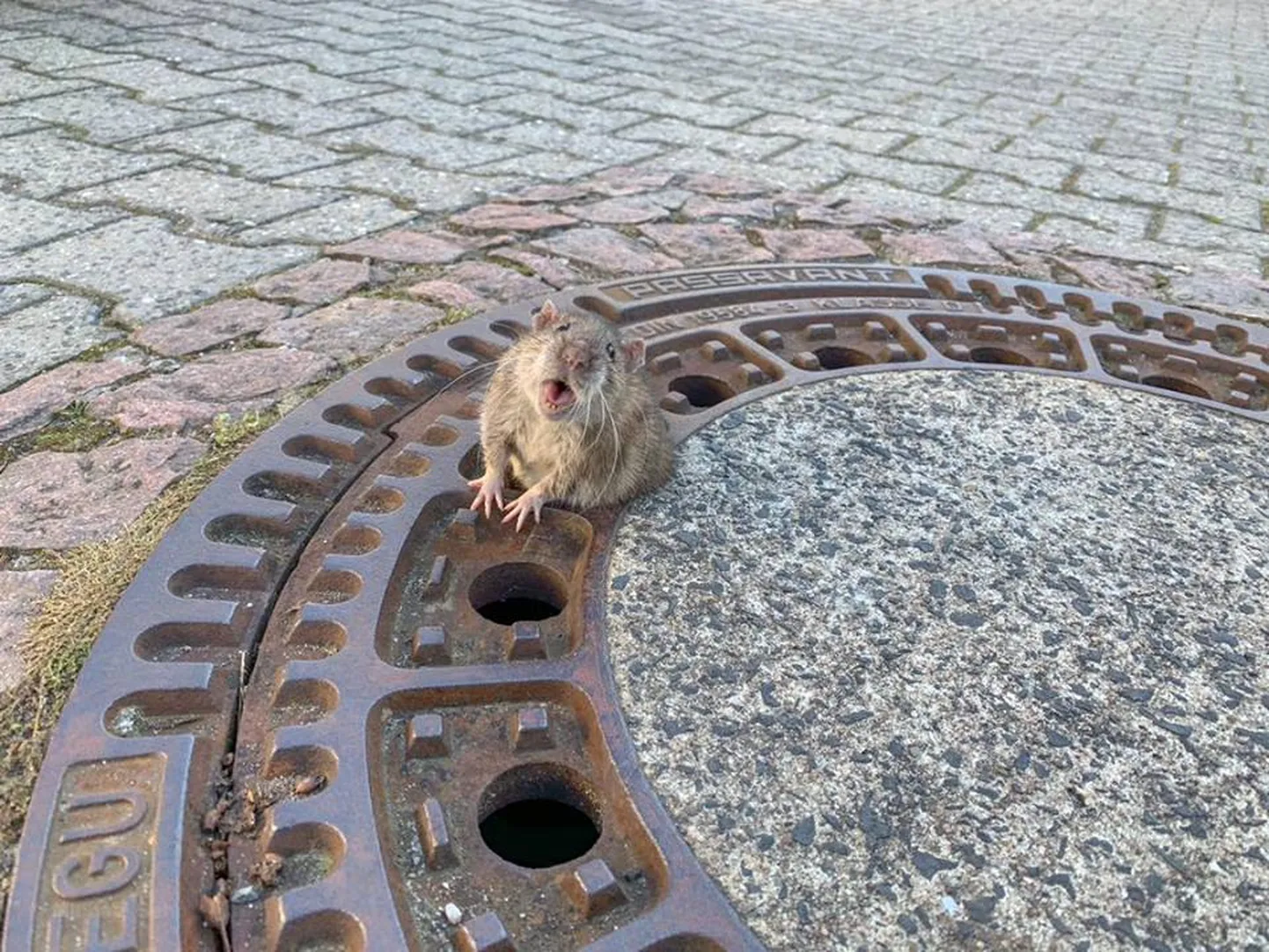 Raksta foto