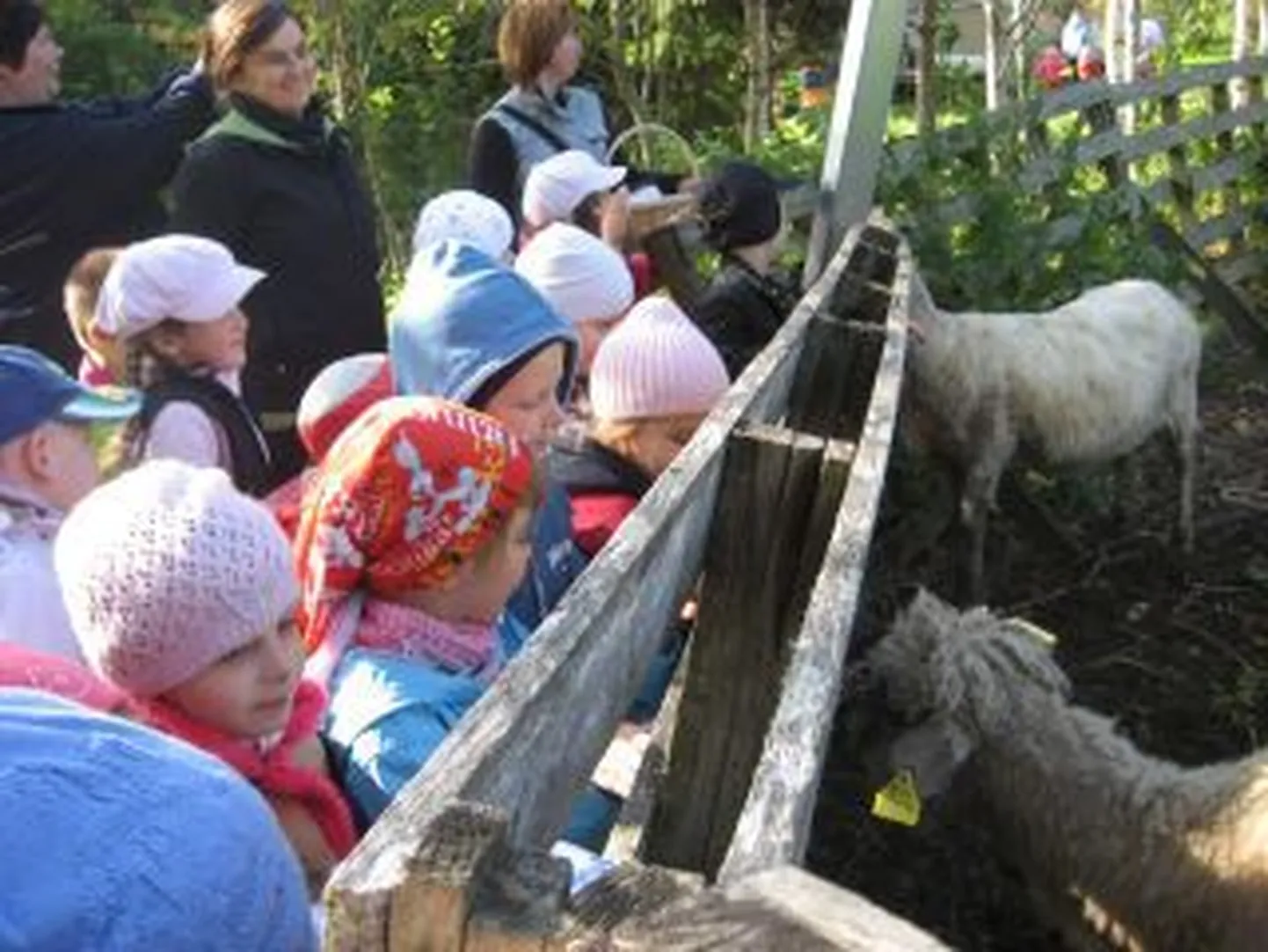 Väiksemad lapsed tutvusid taluloomadega Uulus Nõmme talus.