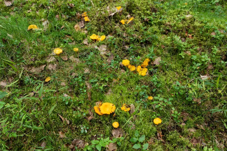 Kuigi muid söögiseeni on kesiselt, leiab metsast rohkesti kukeseeni.