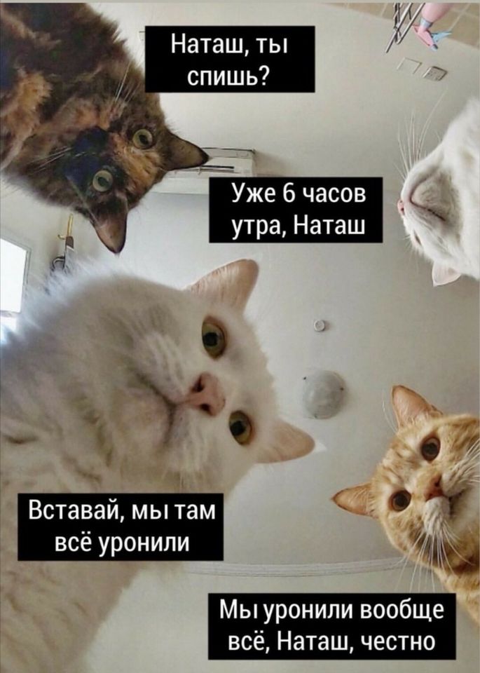 Наташ, вставай!: в Сети стал популярен новый мем с котиками. Скорее всего  - это надолго