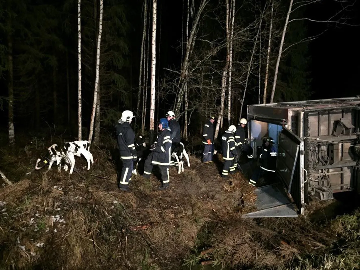 Volvo loomaveok vajus jäiselt teelt kraavi külili, misjärel hukkus ligi 30 looma.