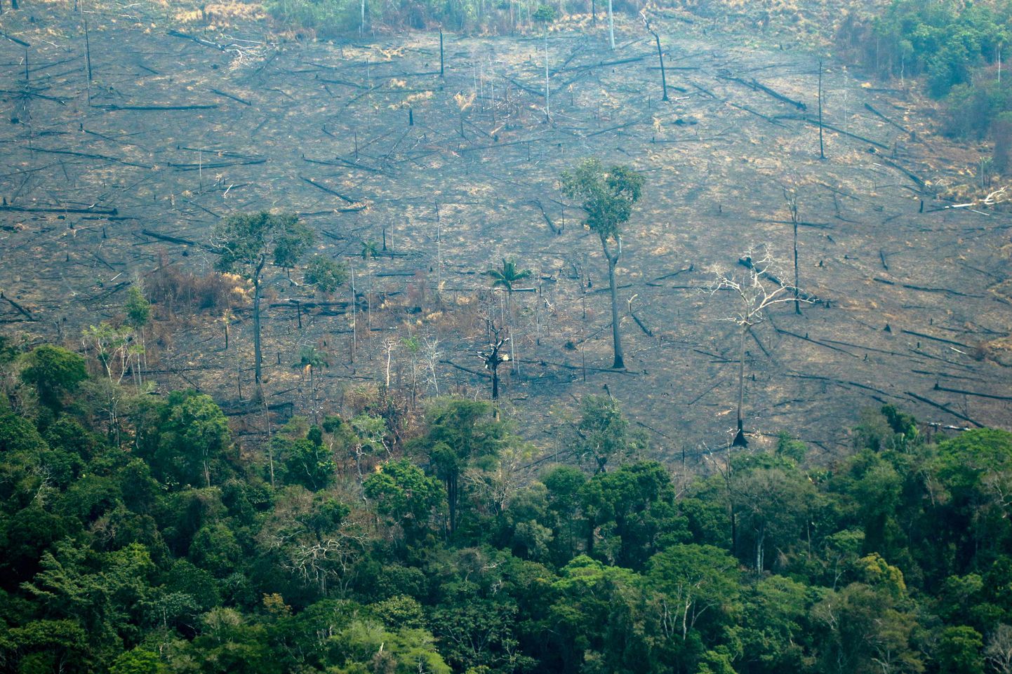 Аэрофото пожара в Амазонии.