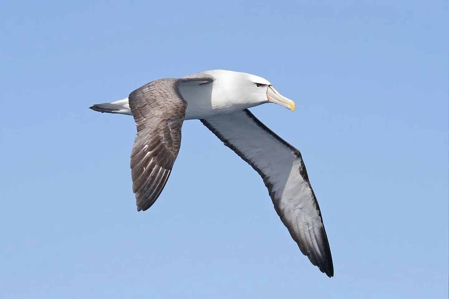 Pagualbatross