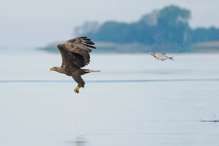 Poola fotograaf Przemyslaw Jakubczyk pälvis kalade ja muude veeliikide kategooria auhinna 2024. aasta Nikon Comedy Wildlife Photography konkursil oma lõbusa ja tabava fotoga «Ootamatu rollivahetus». Fotol näib, et tavapäraselt veekogust saaki püüdev kotkas on ise sattunud kala jälitamise sihtmärgiks, muutes looduse hierarhiad vastupidiseks.