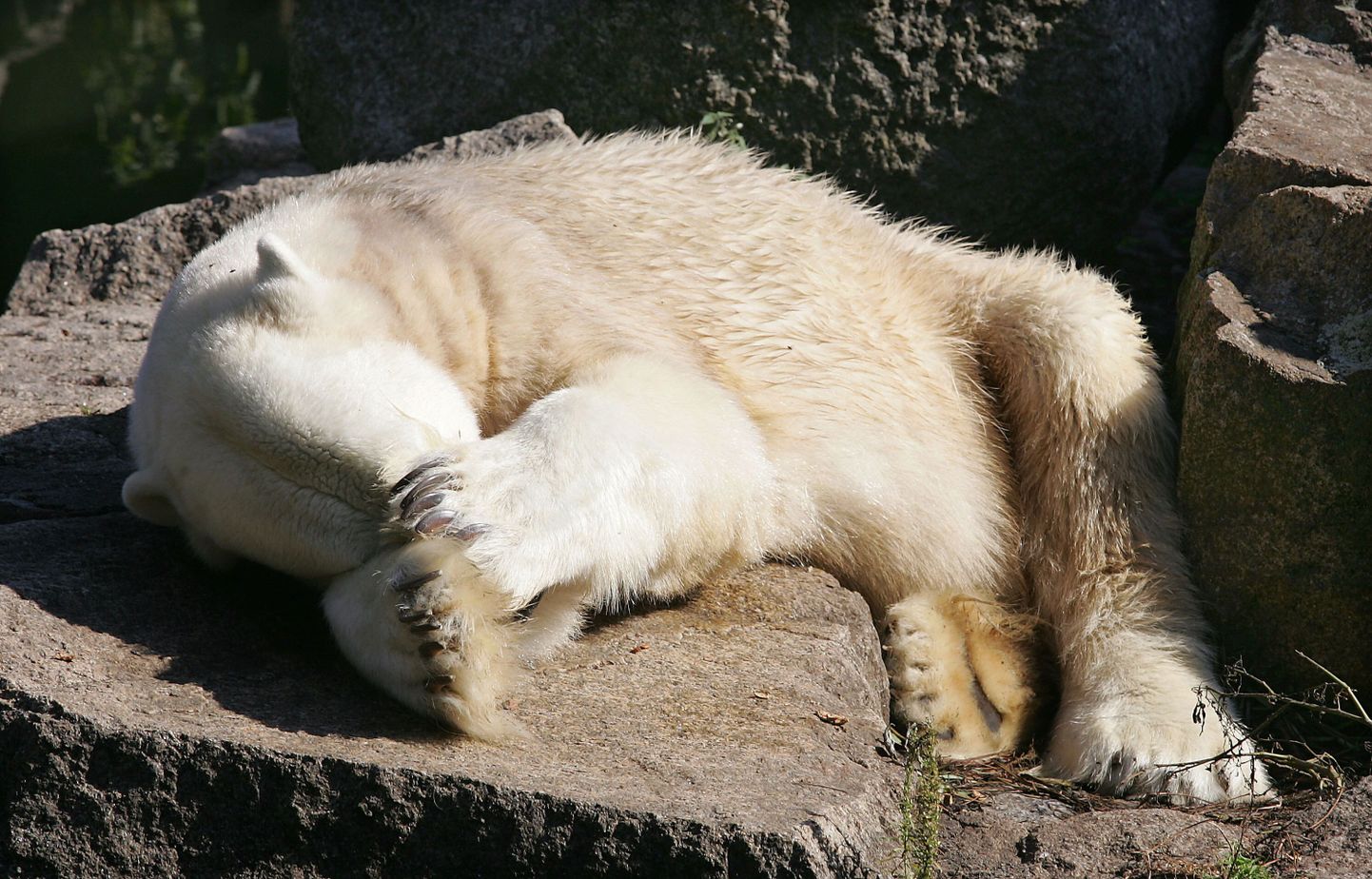 Jääkaru Knut