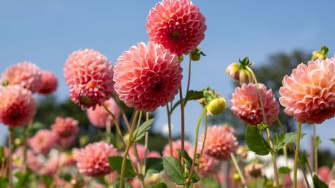 Trešdiena būs silta, bet vējaina