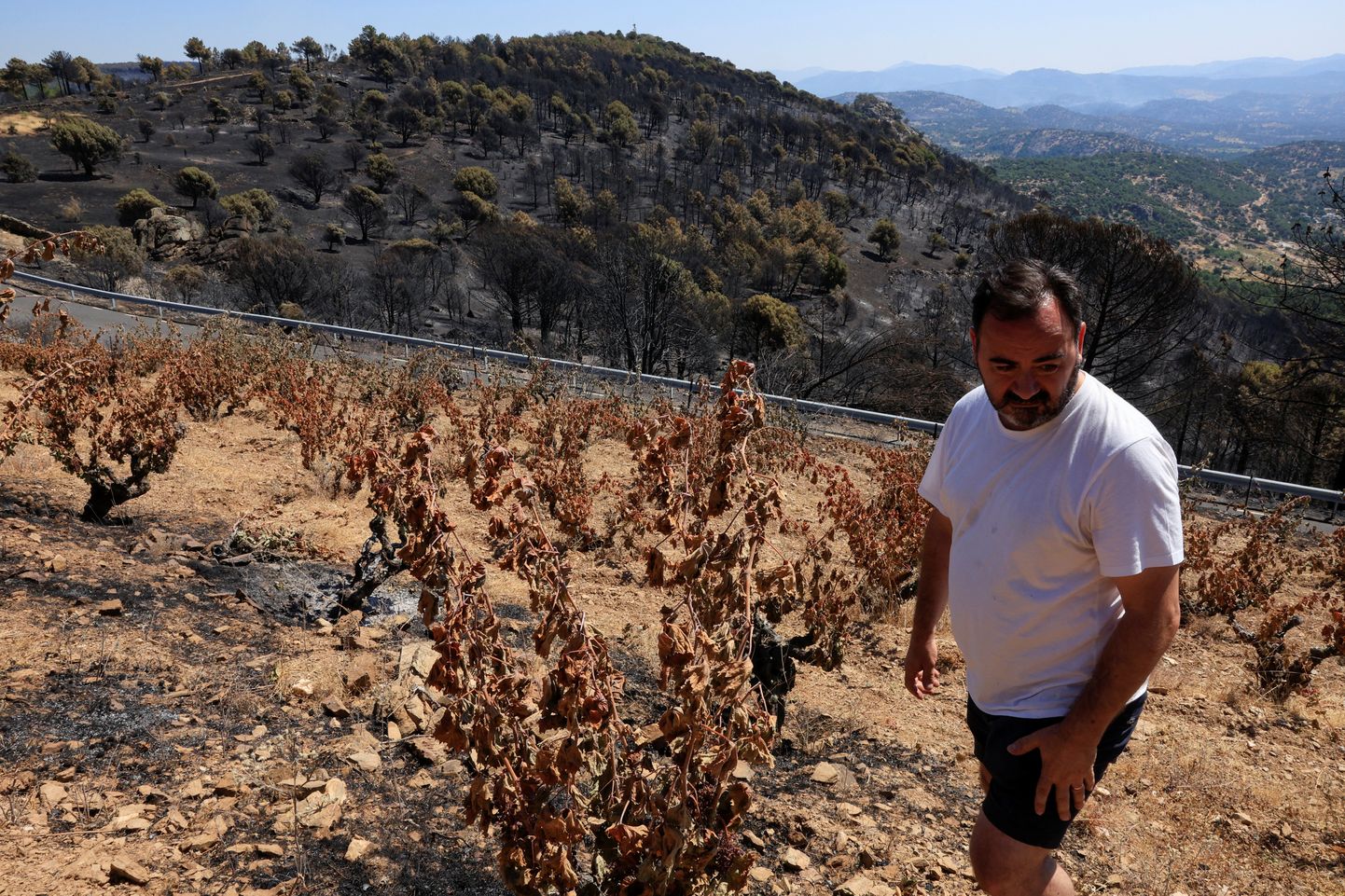 Vīnogu audzētājs Hesuss Soto apmeklē vīnogu plantācijas pēc savvaļas ugunsgrēka Spānijā