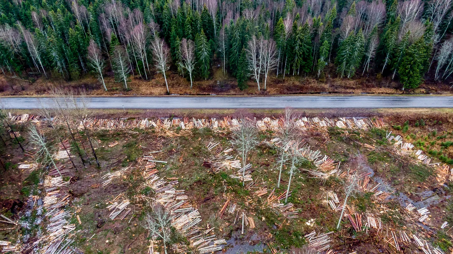 RMK raietööd. Lageraie. Mets, raie, Droonifoto, aerofoto